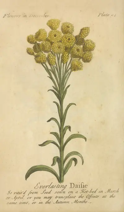 Věčná sedmikráska, J. Duke