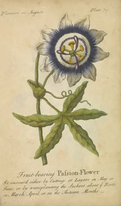Plodící mučenka, J. Duke