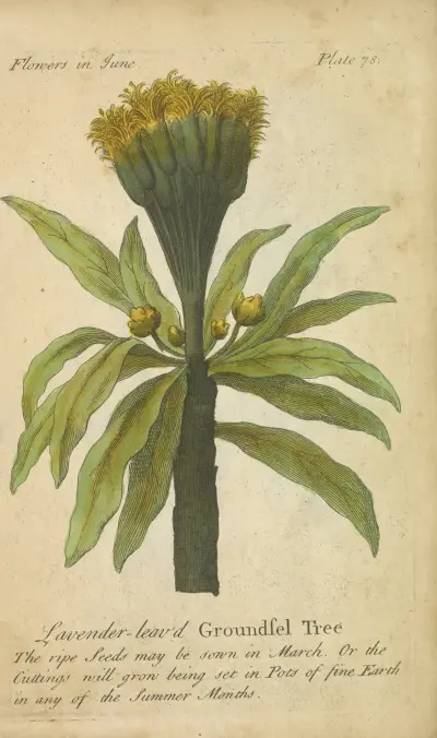 Lavendololistý starček, J. Duke