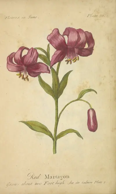 Červený martagon, J. Duke