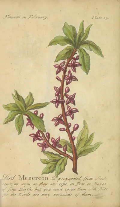 Red Mezeron, J. Duke