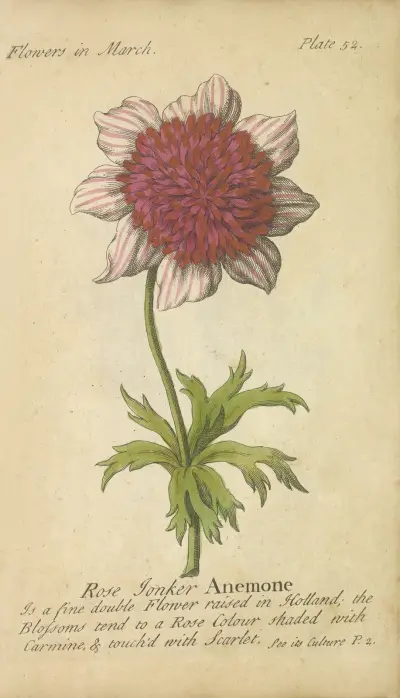 Růžová sasanka, J. Duke