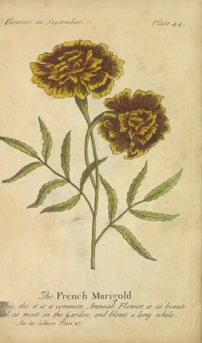Afrikansk ringblomma, J. Duke