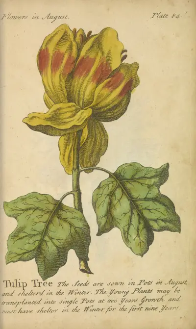 Tulipánovník, J. Duke
