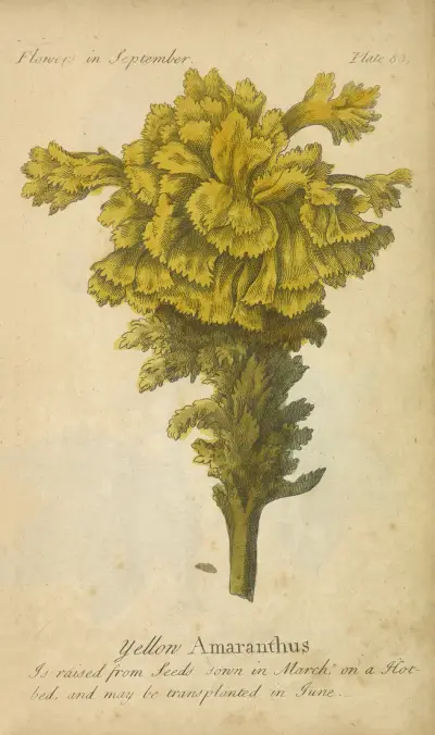 Žlutý amarant, J. Duke