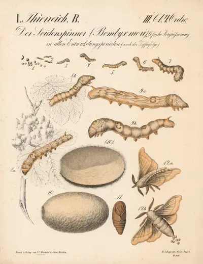 Der Seidenspinner (Bombyx mori), 6 fache Vergrösserung in allen Entwicklungsperioden (nach der Zifferfolge.) av H.J. Ruprecht