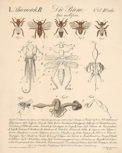 Die Biene. Apis mellifera av H.J. Ruprecht
