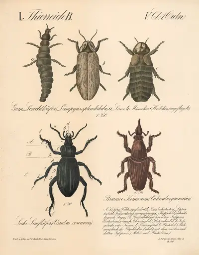 Gern; Leuchtkäfer (Lampyris splendi-dula), Leder Laufkäfer (Carabus coreaceus). Brauner Kornwurm (Calandra granaria) av H.J. Ruprecht