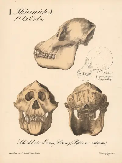 Schädel eines Orang-Utang (Pythecus satyrus) av H.J. Ruprecht