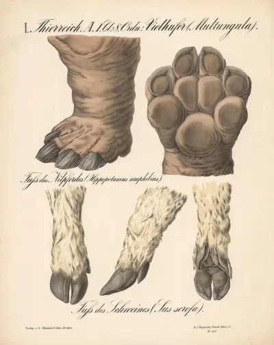 Vielhufer (Multungula), Fuss des Nilpferdes (Hippopotamus Amphibius). Fuss des Schweines (Sus scrofa) av H.J. Ruprecht