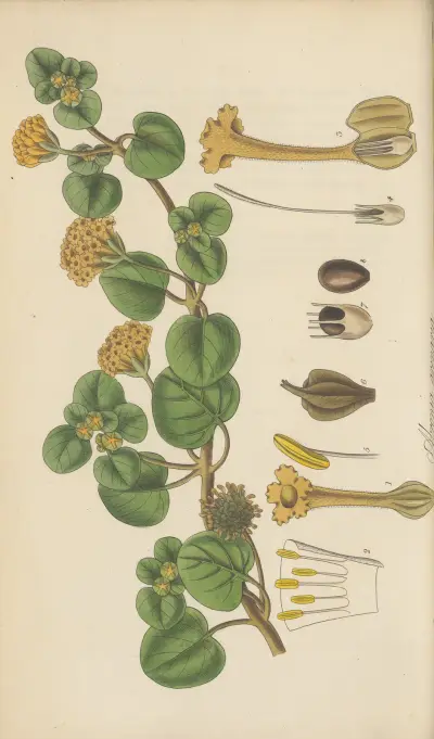 Abronia arenaria von William Jackson Hooker