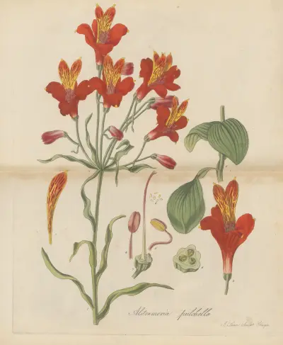 Alstroemeria pulchella von William Jackson Hooker