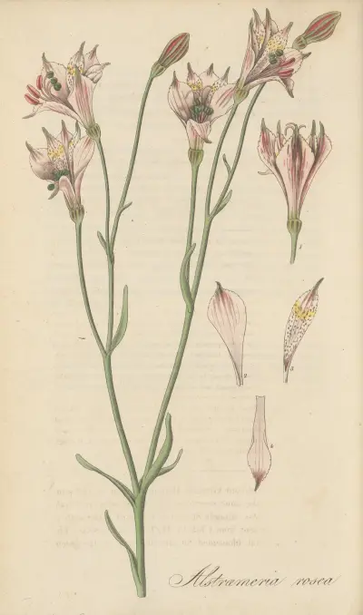 Alstroemeria rosea von William Jackson Hooker