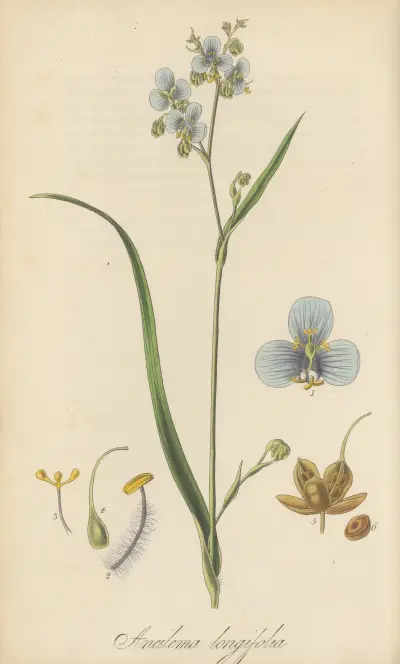 Aneilema longifolia von William Jackson Hooker