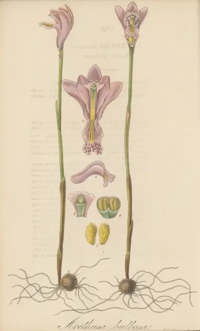 Arethusa bulbosa von William Jackson Hooker