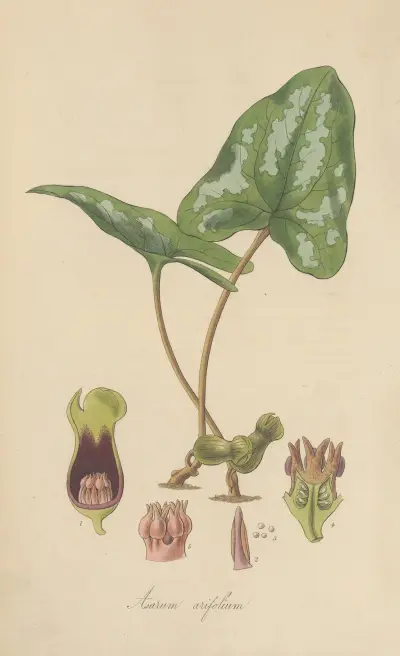 Asarum arifolium von William Jackson Hooker