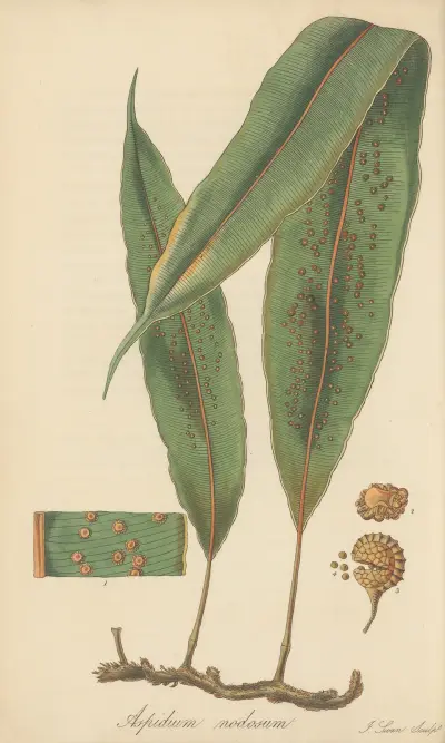 Aspidium nodosum von William Jackson Hooker