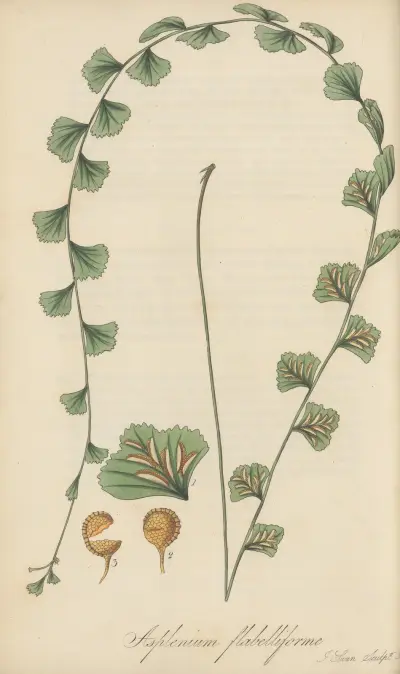 Asplenium flabelliforme von William Jackson Hooker