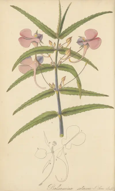 Balsamina setacea von William Jackson Hooker