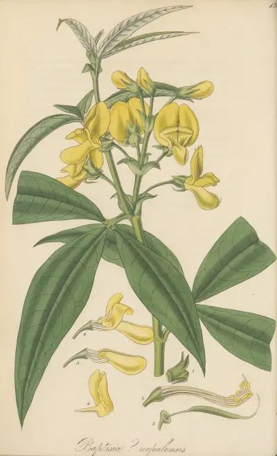 Baptisia nepalensis von William Jackson Hooker