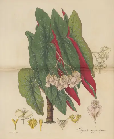 Begonia argyrostigma von William Jackson Hooker