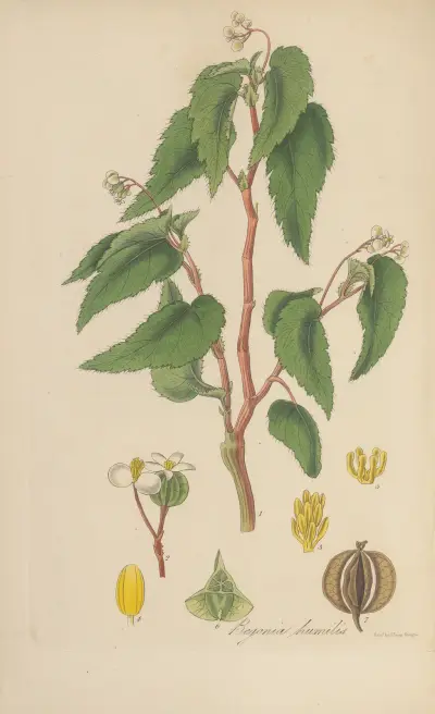 Begonia humilis von William Jackson Hooker