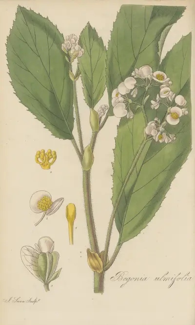 Begonia ulmifolia von William Jackson Hooker