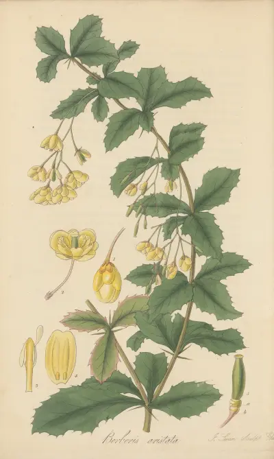 Berberis aristata von William Jackson Hooker