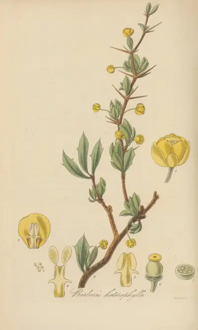 Berberis heterophylla von William Jackson Hooker