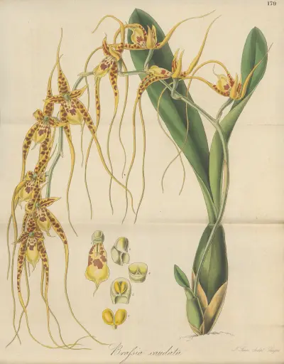 Brassia caudata von William Jackson Hooker