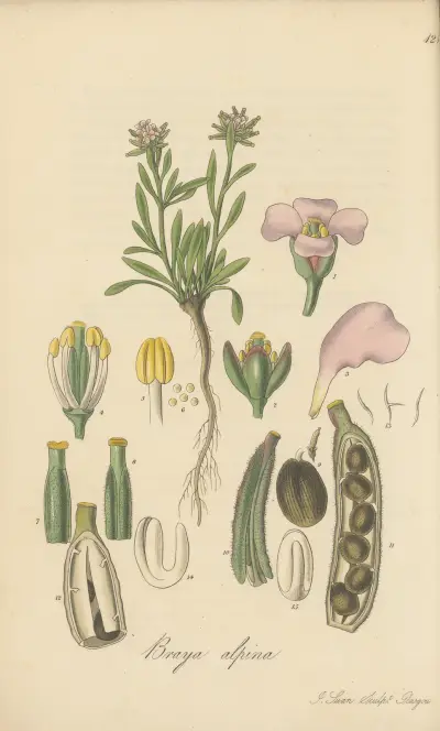 Braya alpina von William Jackson Hooker
