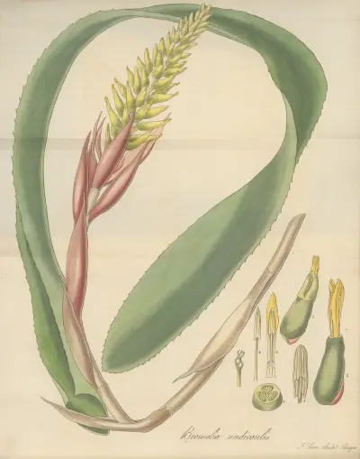 Bromelia nudicaulis von William Jackson Hooker