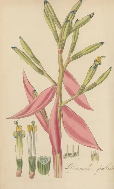 Bromelia pallida, 1823 – Nr. 1 von William Jackson Hooker