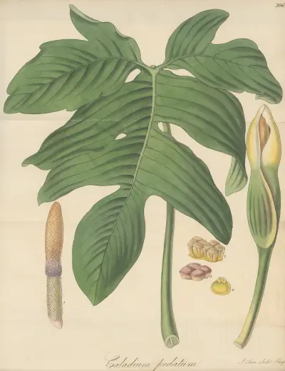 Caladium pedatum von William Jackson Hooker