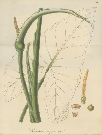 Caladium virginicum von William Jackson Hooker