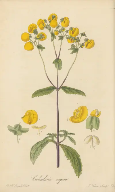 Calceolaria rugosa von William Jackson Hooker