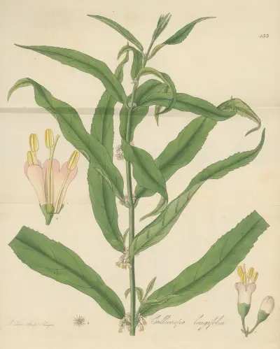 Callicarpa longifolia von William Jackson Hooker