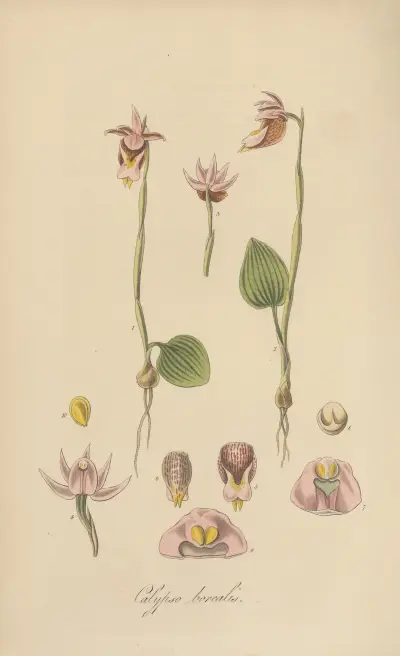 Calypso borealis von William Jackson Hooker