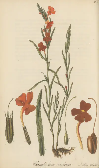 Campuleia coccinea von William Jackson Hooker