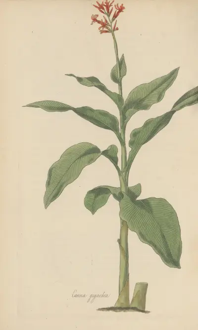 Canna gigantea, 1823 – Nr. 2 von William Jackson Hooker