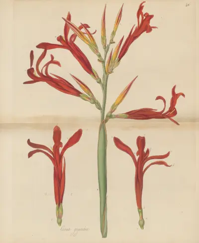 Canna gigantea., 1823 – Nr. 1 von William Jackson Hooker