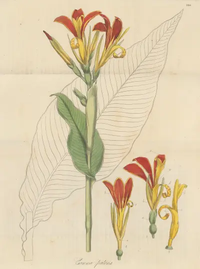Canna patens von William Jackson Hooker