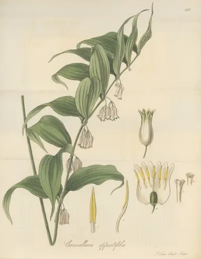 Canvallaria oppositifolia von William Jackson Hooker