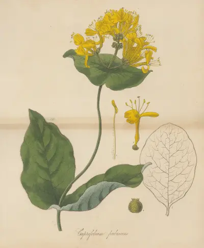 Caprifolium pubescens von William Jackson Hooker
