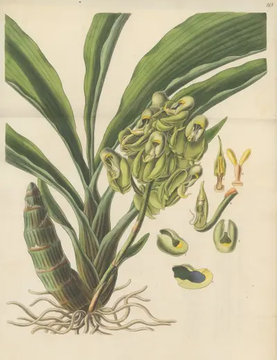 Catasetum semiapertum von William Jackson Hooker