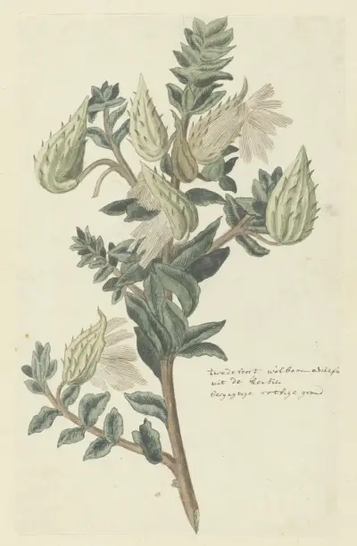 Asclepias cancellata or Gomphocarpus cancellatus Burm.f. Bruyns (Cape or Cotton milkweed), Robert Jacob Gordon