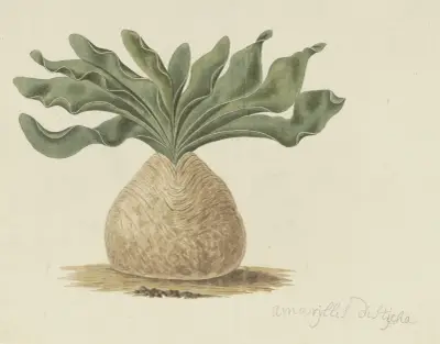 Boophone haemanthoides F.M. Leighton (Hottentots poison-bulb, or giftbol), Robert Jacob Gordon