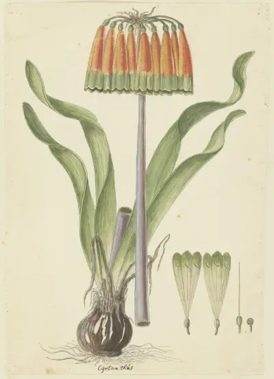 Cyranthus obliquus (L.f.) Aiton (Knysna lily), Robert Jacob Gordon