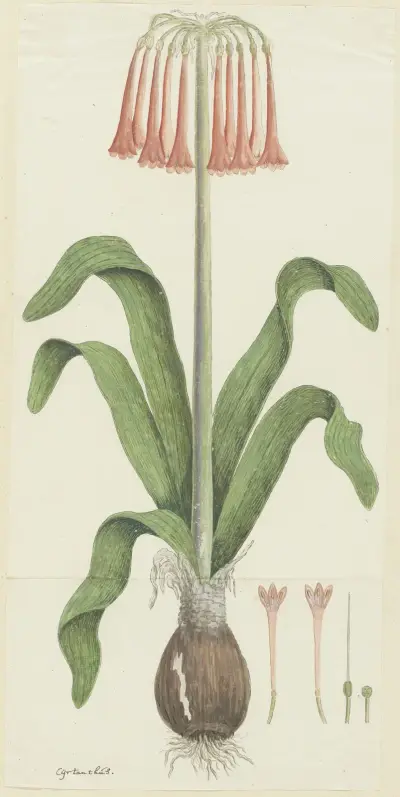 Cyrtanthus carneus Lindl. (Sand-lily), Robert Jacob Gordon