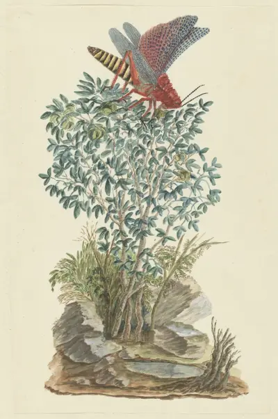 Dictyophorus spumans (Koppie foam grasshopper) perhched on a Zygophyllum sp. (Caper bean), Robert Jacob Gordon